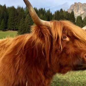 hochlandrinder.it